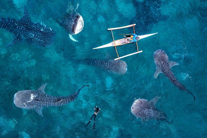 Whale Shark Watching & Tumalog Falls & Kawasan Falls - Experience Breakdown: What to Expect from Each Stop