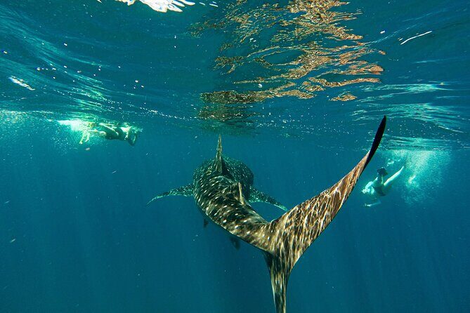 Whale Sharks and Sea Lions Snorkeling Picnic at Balandra Beach - Key Points