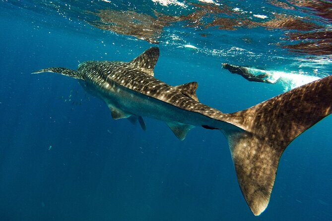 Whale Sharks and Sea Lions Snorkeling Picnic at Balandra Beach - What to Expect from the Tour