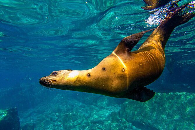 Whale Sharks and Sea Lions Snorkeling Picnic at Balandra Beach - Limitations and Considerations
