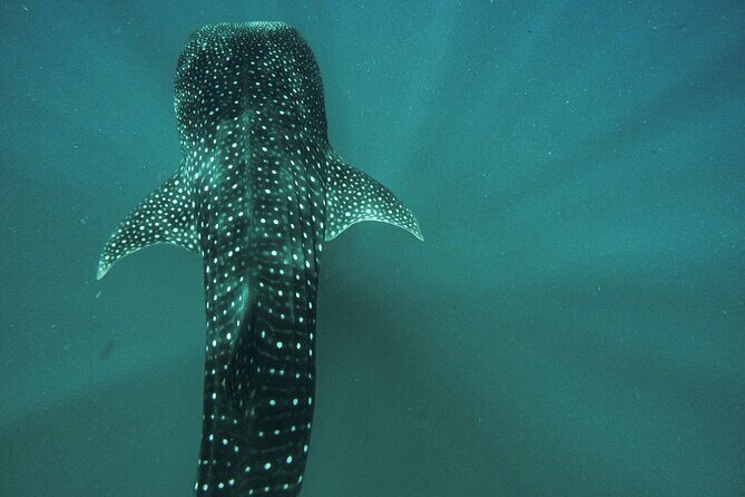 Whale Sharks and Sea Lions Snorkeling Picnic at Balandra Beach - FAQ