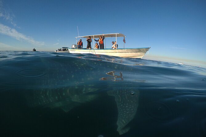 Whale sharks and sea lions snorkeling plus Balandra beach lunch - The Value for Money
