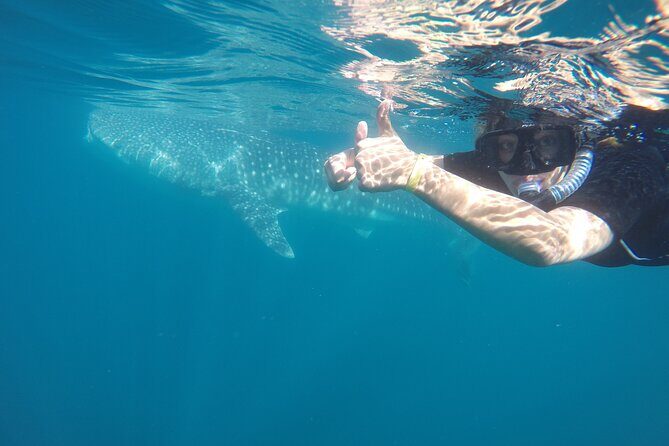 Whale sharks and sea lions snorkeling plus Balandra beach lunch - Who Would Love This