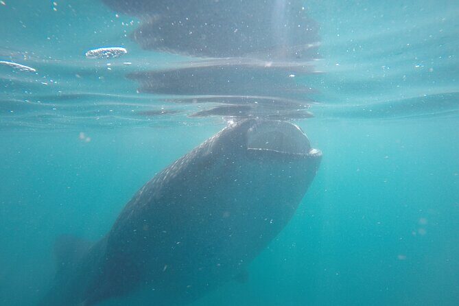 Whale sharks and sea lions snorkeling plus Balandra beach lunch - FAQs