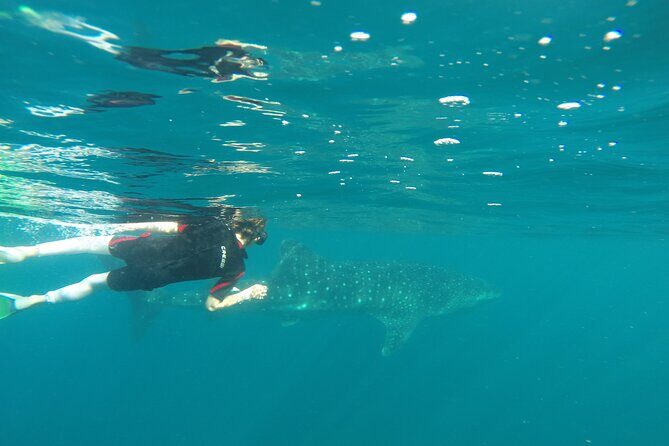 Whale sharks and sea lions snorkeling plus Balandra beach lunch - Final Thoughts