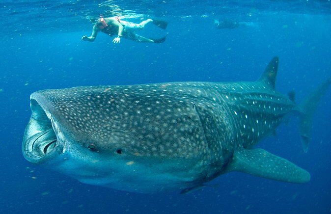Whale Sharks Small-Group Tour in Cancun and Riviera Maya - Deep Dive into the Itinerary