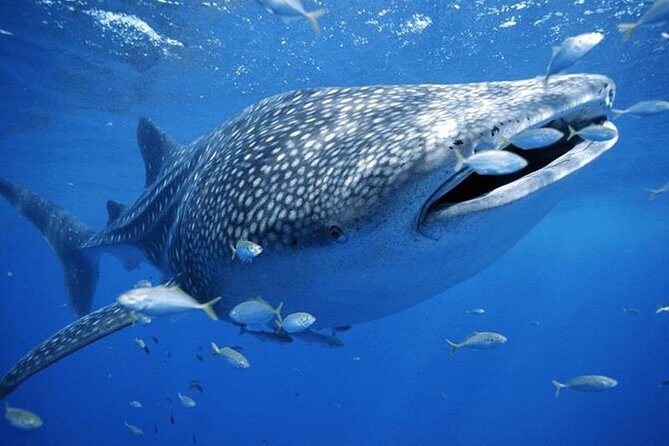 Whale Sharks Small-Group Tour in Cancun and Riviera Maya - Pricing and Value