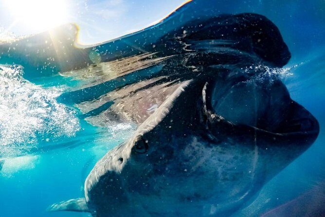 Whale Sharks Small-Group Tour in Cancun and Riviera Maya - Who Should Book This Tour?