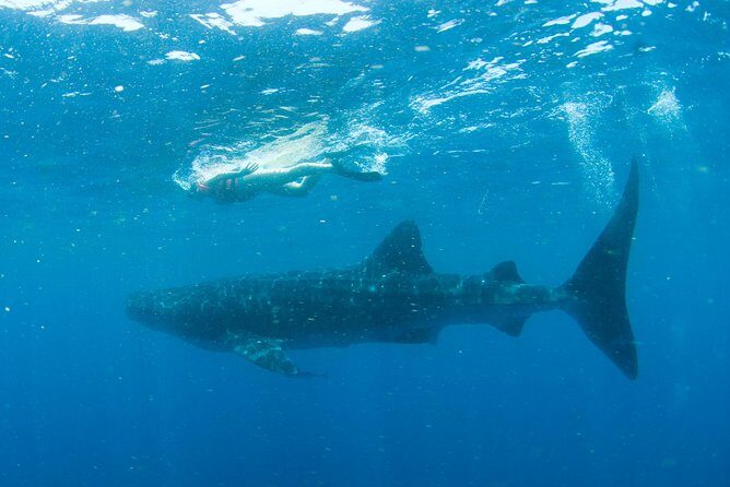 Whale Sharks Small-Group Tour in Cancun and Riviera Maya - The Sum Up