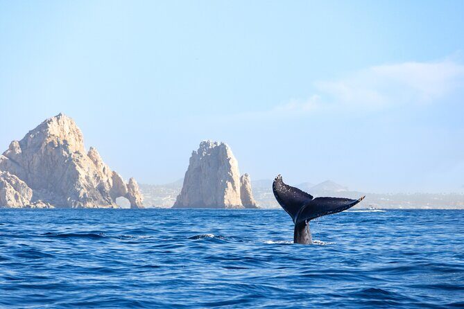 Whale Tour c/ Certified Guide, Photos & Hydrophone - Authentic Reviews: What Past Travelers Say