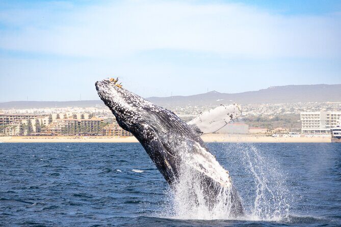 Whale Tour c/ Certified Guide, Photos & Hydrophone - Practical Tips for Future Travelers