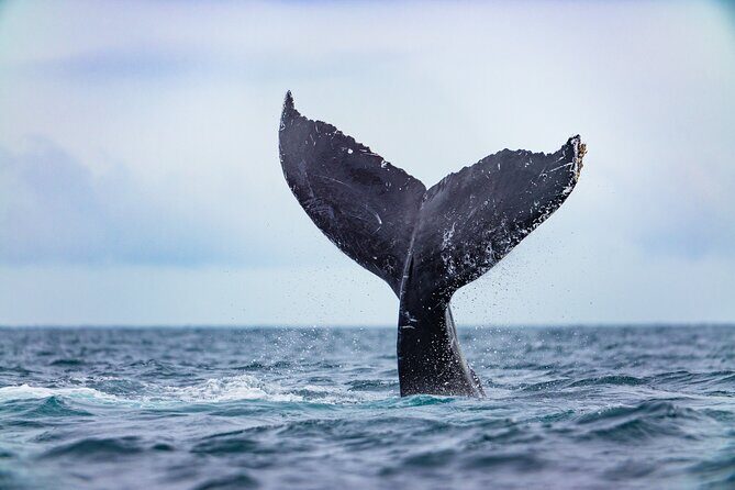Whale Tour c/ Certified Guide, Photos & Hydrophone - FAQ