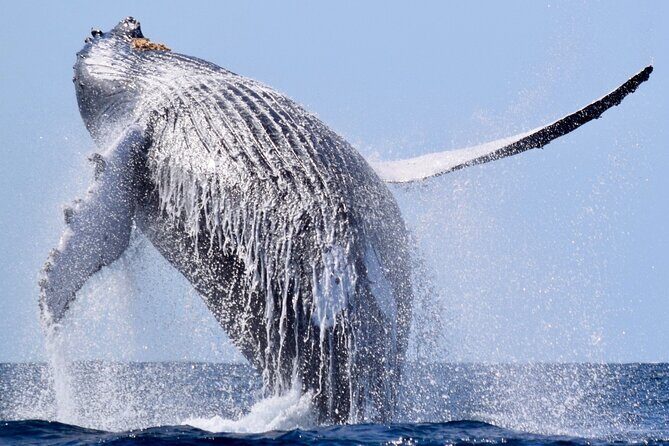 Whale Tour, Sail to Cabo San Lucas Arc + Food - The Experience in Detail