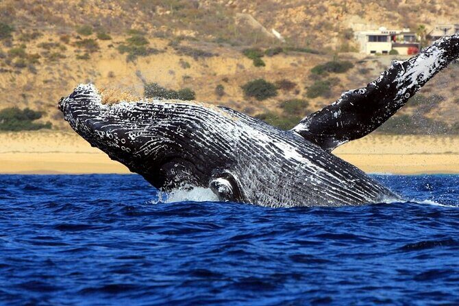 Whale Tour, Sail to Cabo San Lucas Arc + Food - FAQ