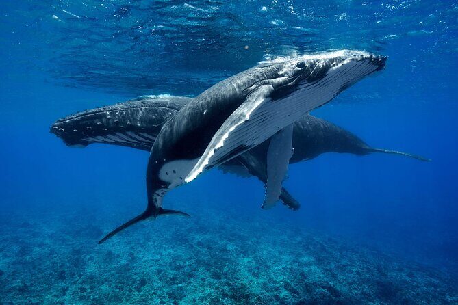 WHALE TOUR - Watching and Swimming with Whales - Itinerary Breakdown