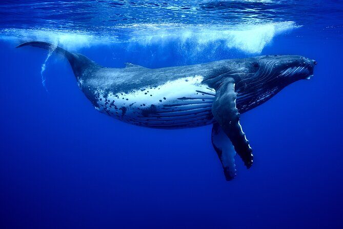 WHALE TOUR - Watching and Swimming with Whales - Practical Details and Tips