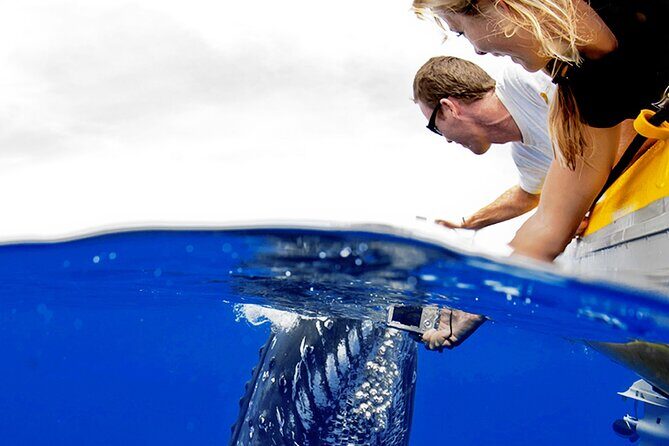 Whale Watch Adventure Aboard Maui's Only Luxury Super Raft - The Itinerary: What to Expect