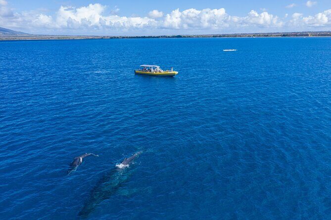 Whale Watch Adventure Aboard Maui's Only Luxury Super Raft - Who is This Tour For?