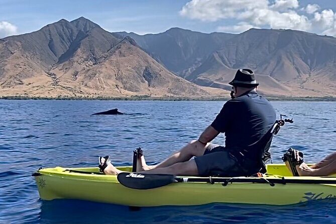Whale Watch and Scenic Tour from Kayak - Key Points