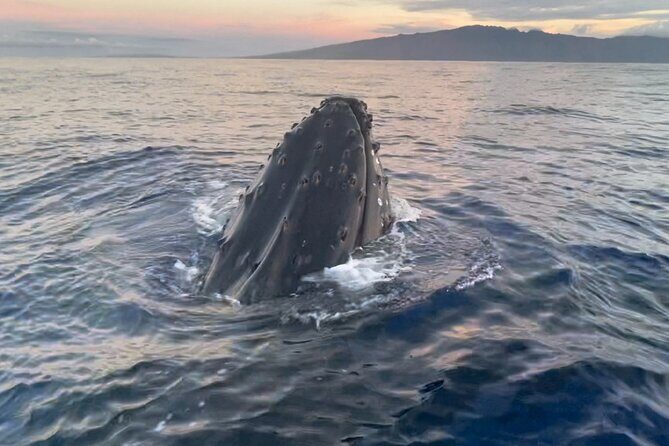 Whale Watch and Scenic Tour from Kayak - An In-Depth Look at the Maui Kayak Tour