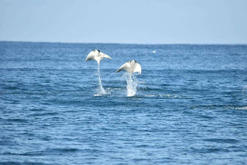 Whale Watch Cabo: Group Whale Watching Tour - FREE photos - An Overview of the Experience