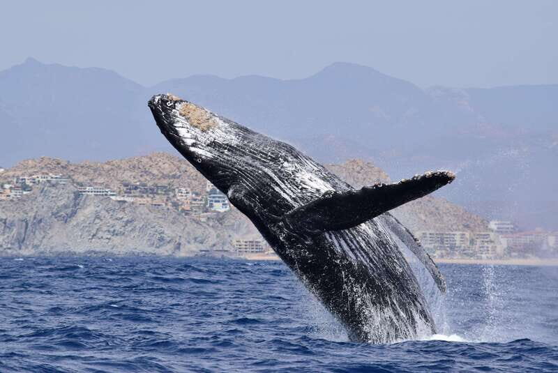 Whale Watch Cabo: Group Whale Watching Tour - FREE photos - Why This Tour Offers Great Value