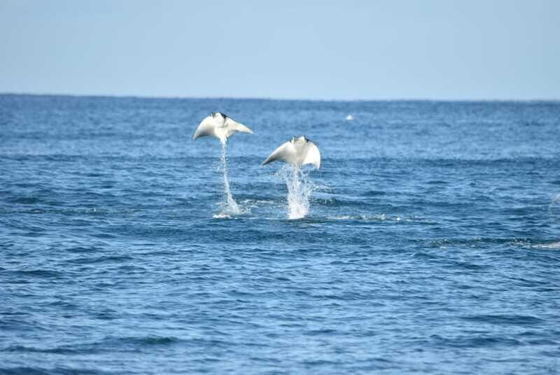 Whale Watch Cabo: Group Whale Watching Tour - FREE photos - The Experience from a Traveler’s Perspective
