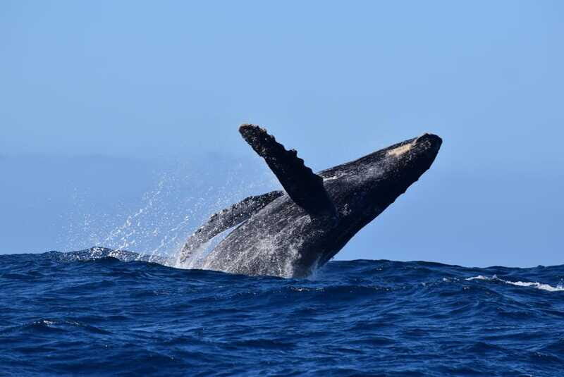 Whale Watch Cabo: Group Whale Watching Tour - FREE photos - The Practicalities