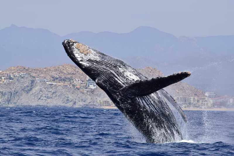 Whale Watch Cabo: Group Whale Watching Tour - FREE photos - Who Should Consider This Tour?
