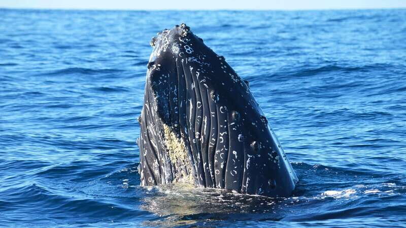 Whale Watch Cabo: Zodiac Whale Adventure - FREE Photos - Key Points