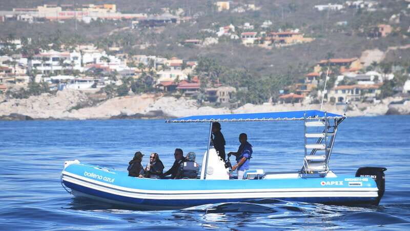 Whale Watch Cabo: Zodiac Whale Adventure - FREE Photos - The Itinerary and What to Expect
