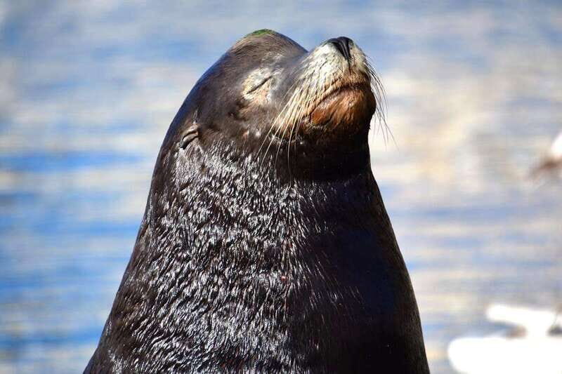 Whale Watch Cabo: Zodiac Whale Adventure - FREE Photos - The Whales’ Sightings Guarantee