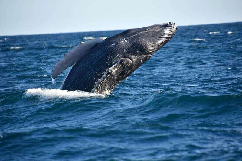 Whale Watch Cabo: Zodiac Whale Adventure - FREE Photos - Practical Considerations: Pricing, Duration, and Comfort