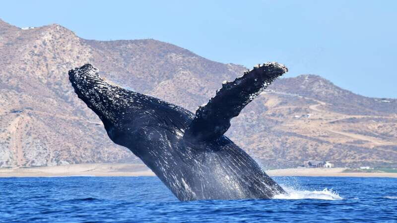 Whale Watch Cabo: Zodiac Whale Adventure - FREE Photos - The Logistics and Booking