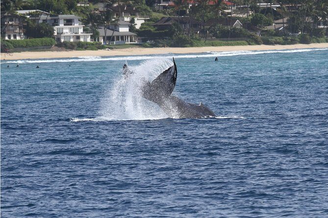 Whale Watch Cruise Aboard The Majestic by Atlantis Cruises - A Closer Look: What to Expect From the Whale Watch Cruise