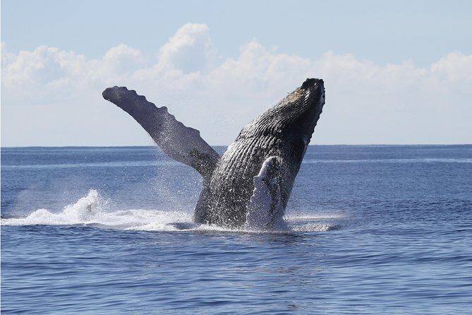 Whale Watch Cruise Aboard The Majestic by Atlantis Cruises - Real Guest Feedback: What People Loved