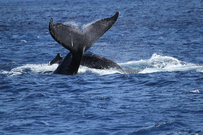 Whale Watch Cruise Aboard The Majestic by Atlantis Cruises - Who Will Love This Tour?
