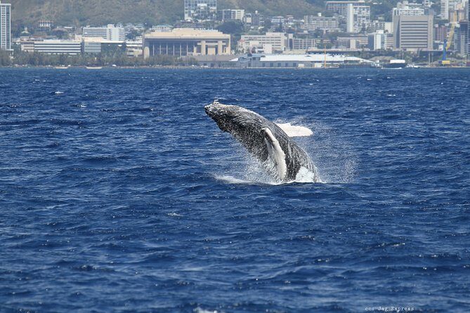 Whale Watch Cruise Aboard The Majestic by Atlantis Cruises - Frequently Asked Questions (FAQs)