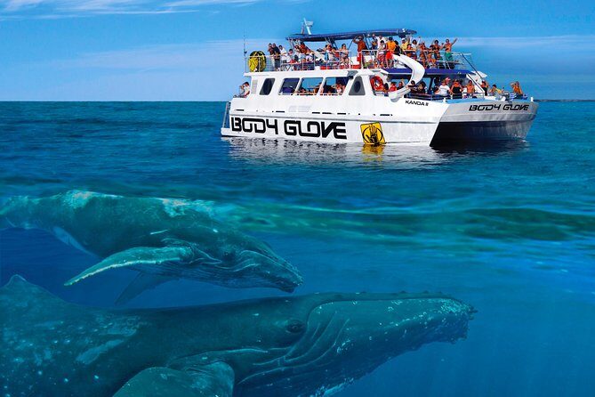 Whale Watch Excursion from the Big Island - The Itinerary and What You Can Expect
