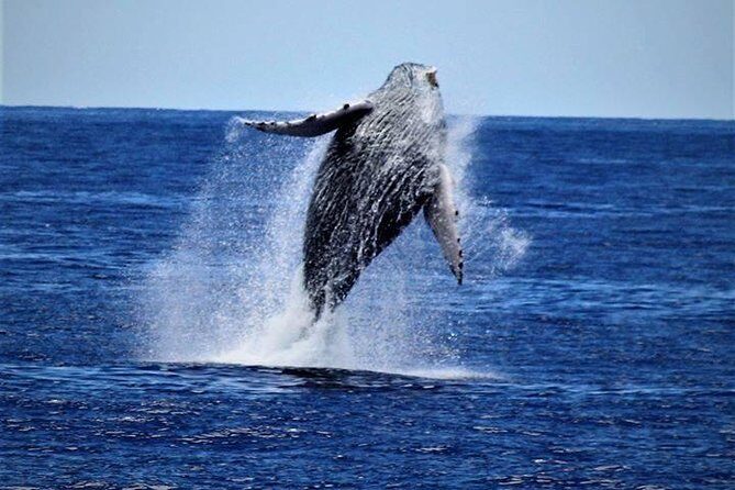 Whale Watch Excursion from the Big Island - The Experience’s Overall Appeal