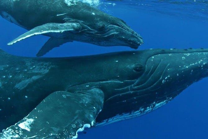 Whale Watch Excursion from the Big Island - Final Words: The Value of a Whale Watch in Kona