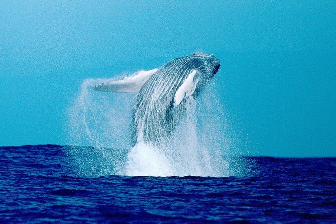 Whale Watch Excursion from the Big Island - Frequently Asked Questions