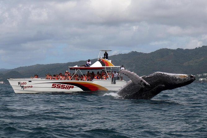 Whale watch tour from Santo Domingo with Bacardi Island and lunch included - Exploring the Whale Watch Tour from Santo Domingo with Bacardi Island and Lunch