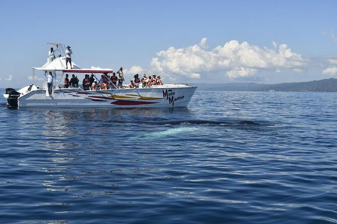 Whale watch tour from Santo Domingo with Bacardi Island and lunch included - An In-Depth Look at the Tour Itinerary