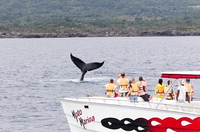 Whale watch tour from Santo Domingo with Bacardi Island and lunch included - Detailed Breakdown of the Experience: What You Can Expect