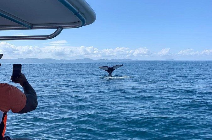 Whale watch tour from Santo Domingo with Bacardi Island and lunch included - Authentic Experiences and Tips