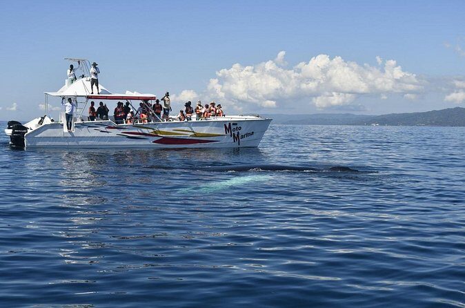 Whale watch tour from Santo Domingo with Bacardi Island and lunch included - The Sum Up: Is This Tour Worth It?