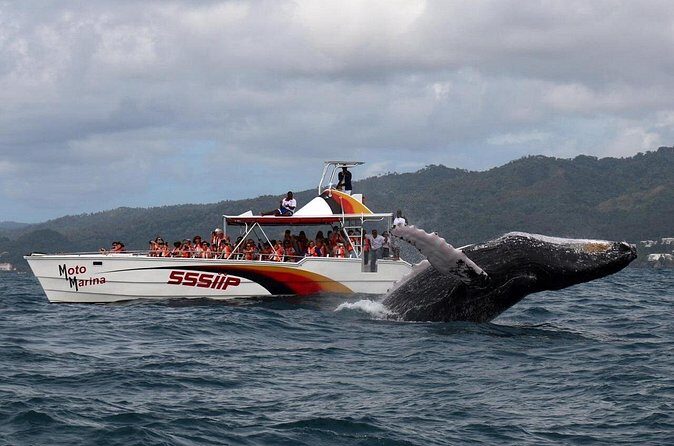 Whale watch tour from Santo Domingo with Bacardi Island and lunch included - Frequently Asked Questions