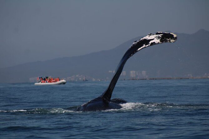 Whale watching 3 hours in Puerto Vallarta - The Sum Up: Is This Tour Worth It?