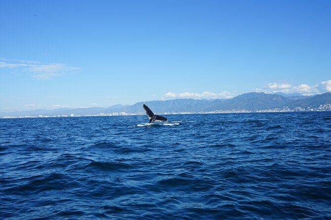 Whale watching 3 hours in Puerto Vallarta - FAQ